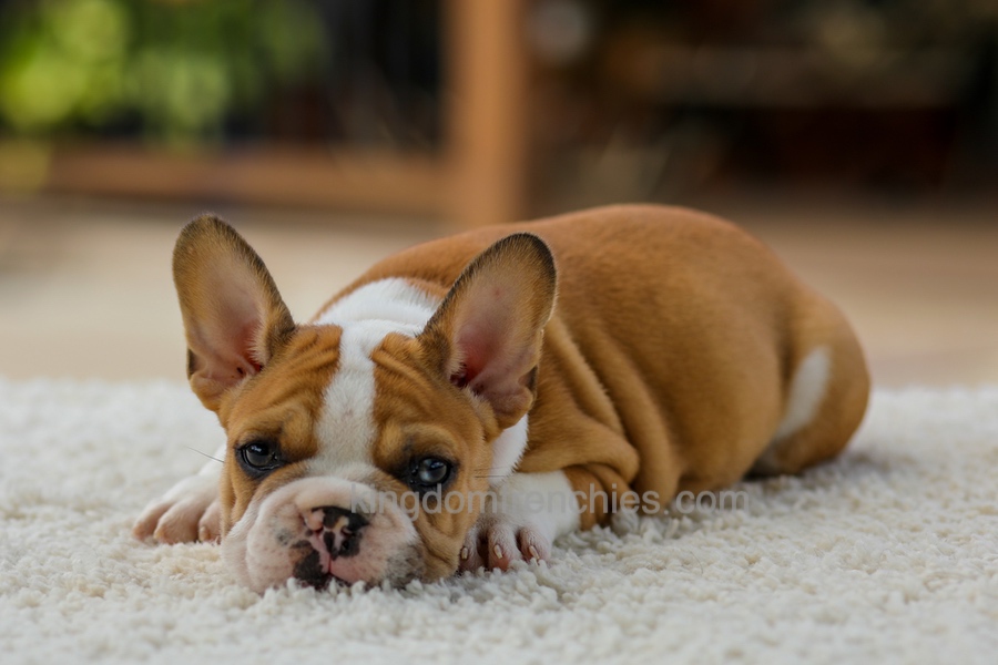 Oasis - Fawn/White Image of Oasis - Fawn/White, a French Bulldog puppy