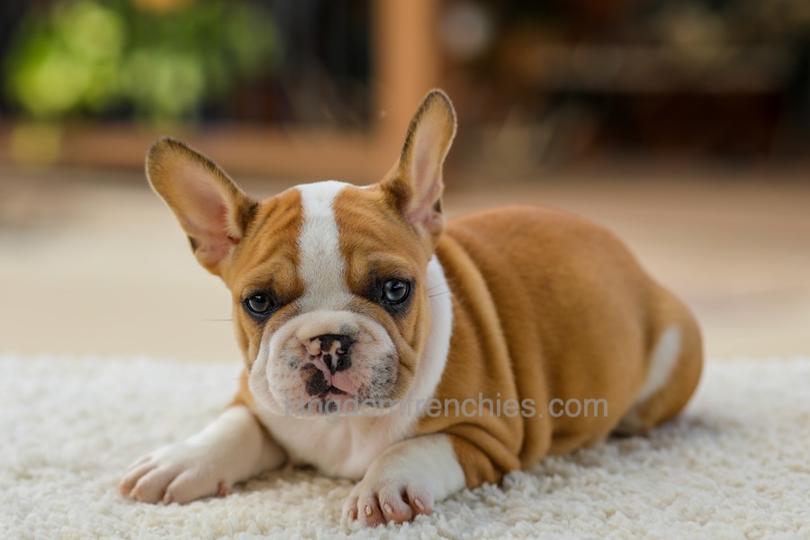 Oasis - Fawn/White Image of Oasis - Fawn/White, a French Bulldog puppy