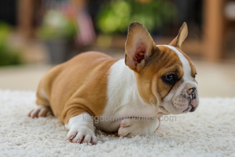 Oasis - Fawn/White Image of Oasis - Fawn/White, a French Bulldog puppy