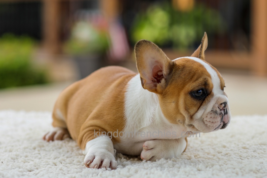 Oasis - Fawn/White Image of Oasis - Fawn/White, a French Bulldog puppy