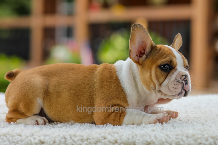 Oasis - Fawn/White Image of Oasis - Fawn/White, a French Bulldog puppy