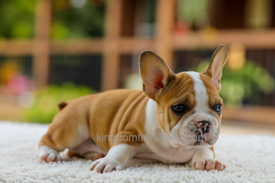 Oasis - Fawn/White Image of Oasis - Fawn/White, a French Bulldog puppy