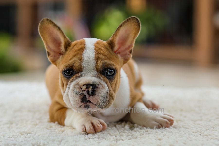Oasis - Fawn/White Image of Oasis - Fawn/White, a French Bulldog puppy