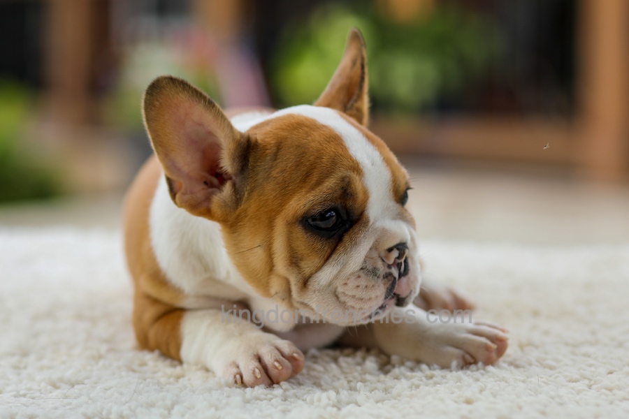 Oasis - Fawn/White Image of Oasis - Fawn/White, a French Bulldog puppy