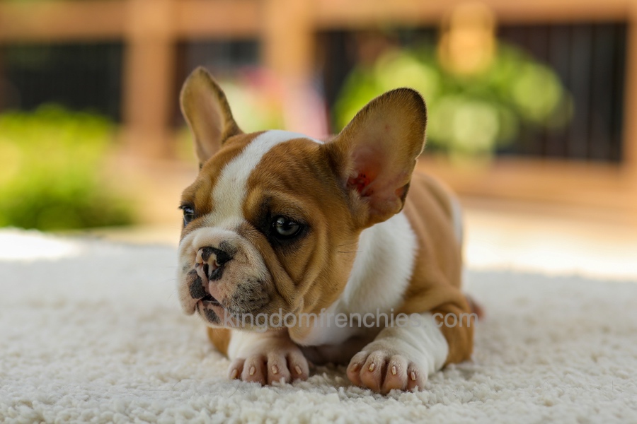 Oasis - Fawn/White Image of Oasis - Fawn/White, a French Bulldog puppy