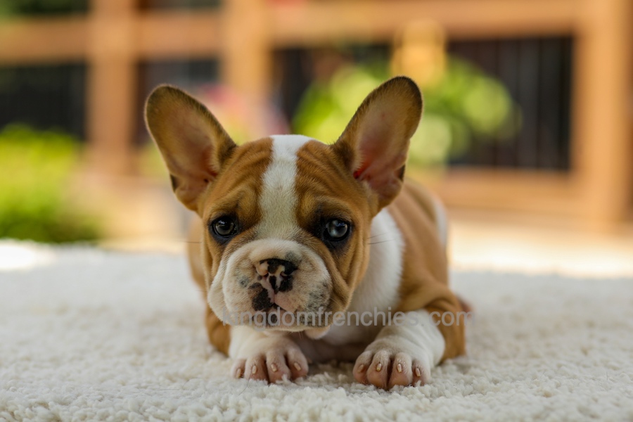 Oasis - Fawn/White Image of Oasis - Fawn/White, a French Bulldog puppy