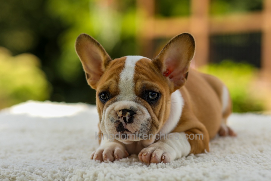 Oasis - Fawn/White Image of Oasis - Fawn/White, a French Bulldog puppy