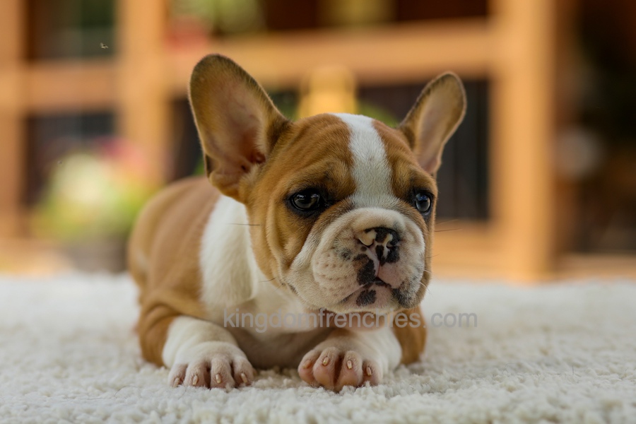 Oasis - Fawn/White Image of Oasis - Fawn/White, a French Bulldog puppy