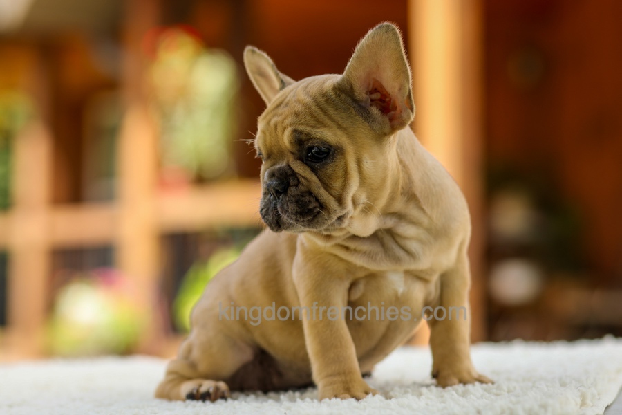 Ocean - Fawn Image of Ocean - Fawn, a French Bulldog puppy