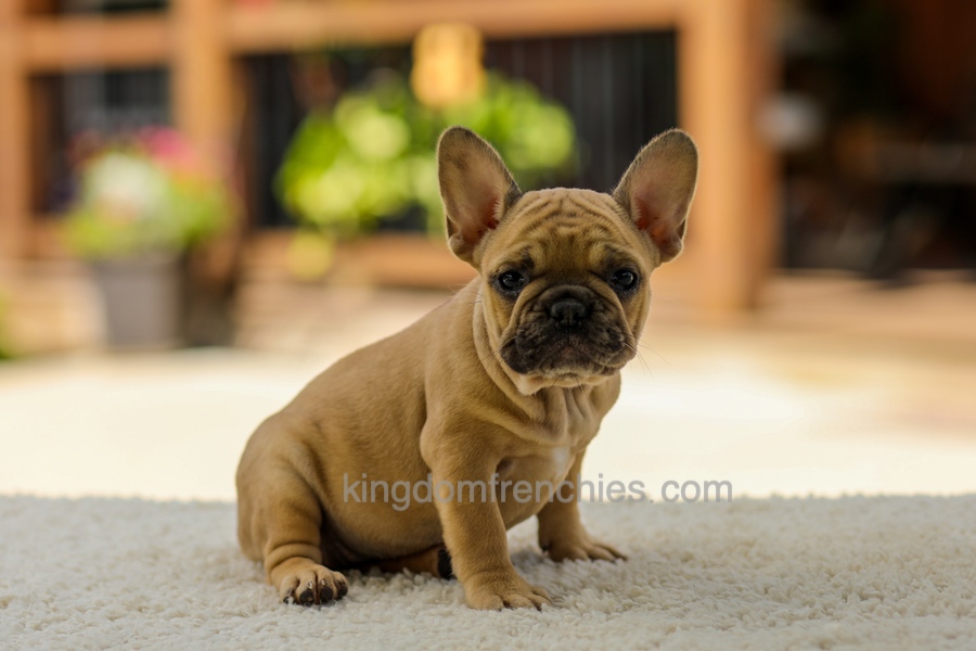 Ocean - Fawn Image of Ocean - Fawn, a French Bulldog puppy
