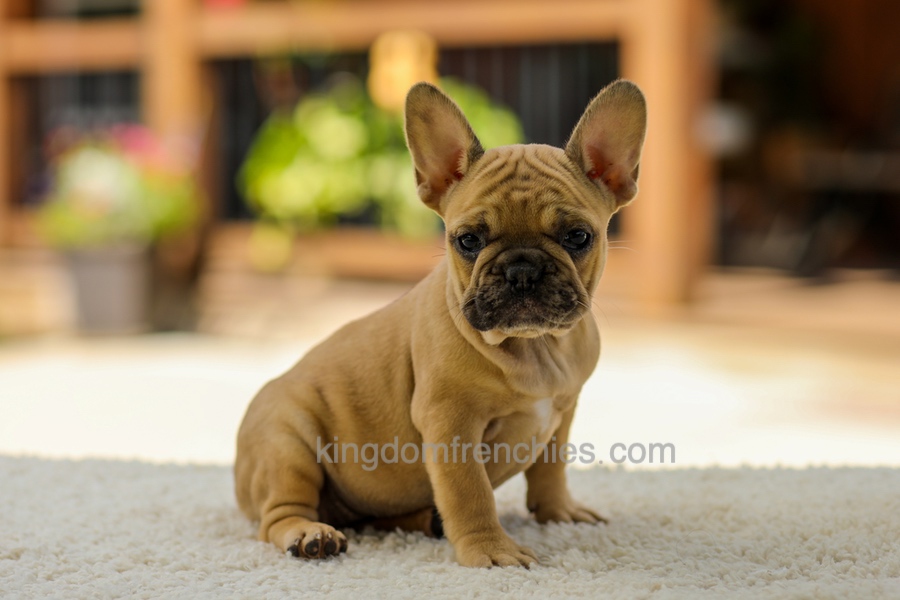 Ocean - Fawn Image of Ocean - Fawn, a French Bulldog puppy