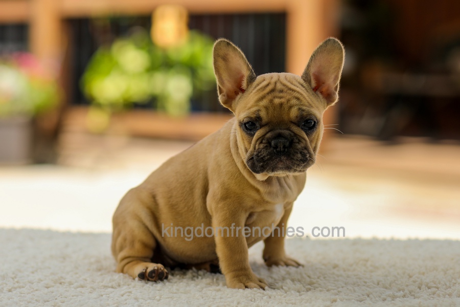 Ocean - Fawn Image of Ocean - Fawn, a French Bulldog puppy