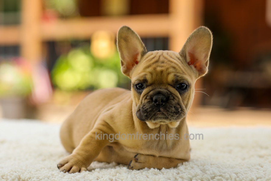 Ocean - Fawn Image of Ocean - Fawn, a French Bulldog puppy