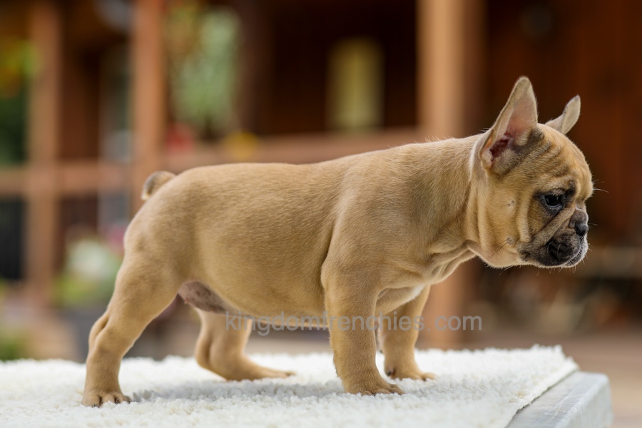 Ocean - Fawn Image of Ocean - Fawn, a French Bulldog puppy