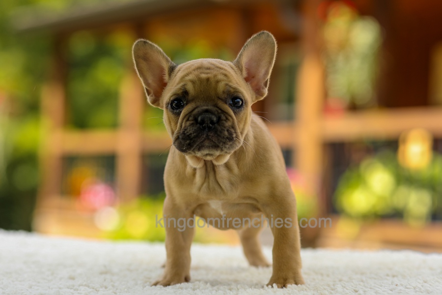 Ocean - Fawn Image of Ocean - Fawn, a French Bulldog puppy