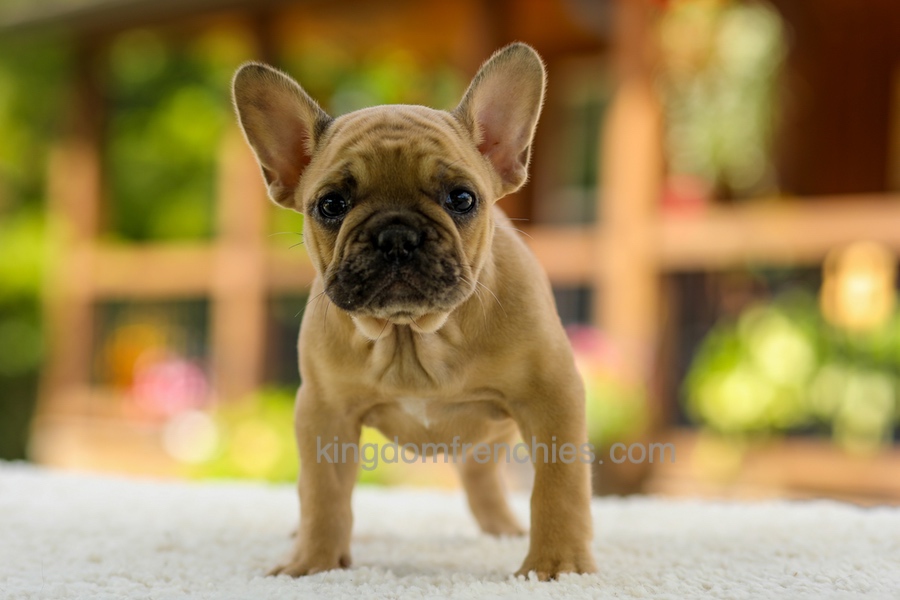 Ocean - Fawn Image of Ocean - Fawn, a French Bulldog puppy