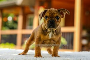 Image of Olive - Fawn Brindle/White, a French Bulldog puppy