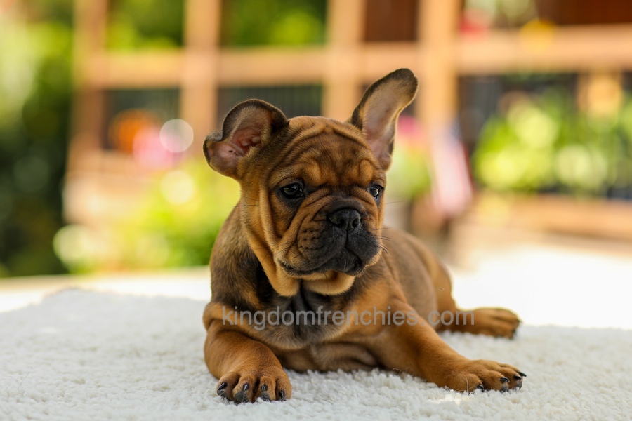 Olivia - Fawn Brindle Image of Olivia - Fawn Brindle, a French Bulldog puppy