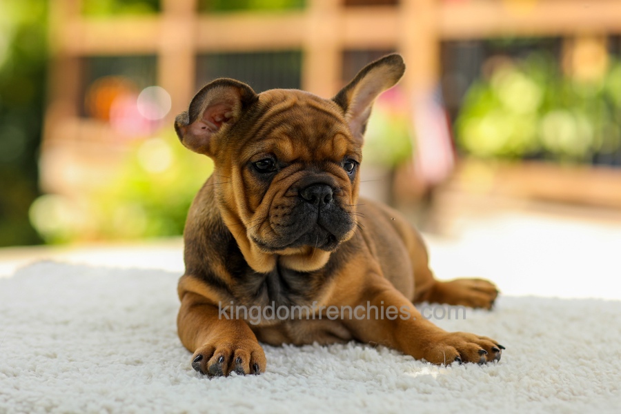 Olivia - Fawn Brindle Image of Olivia - Fawn Brindle, a French Bulldog puppy