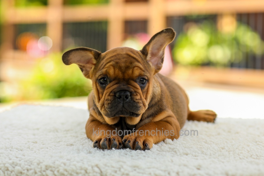 Olivia - Fawn Brindle Image of Olivia - Fawn Brindle, a French Bulldog puppy