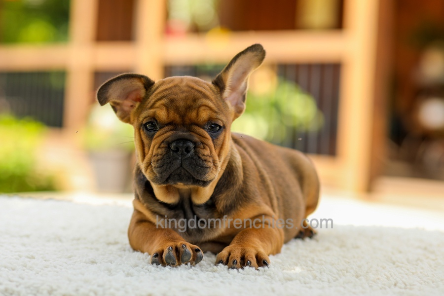 Olivia - Fawn Brindle Image of Olivia - Fawn Brindle, a French Bulldog puppy