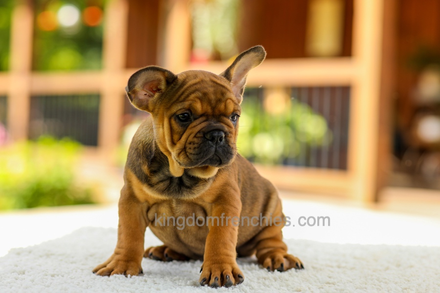 Olivia - Fawn Brindle Image of Olivia - Fawn Brindle, a French Bulldog puppy
