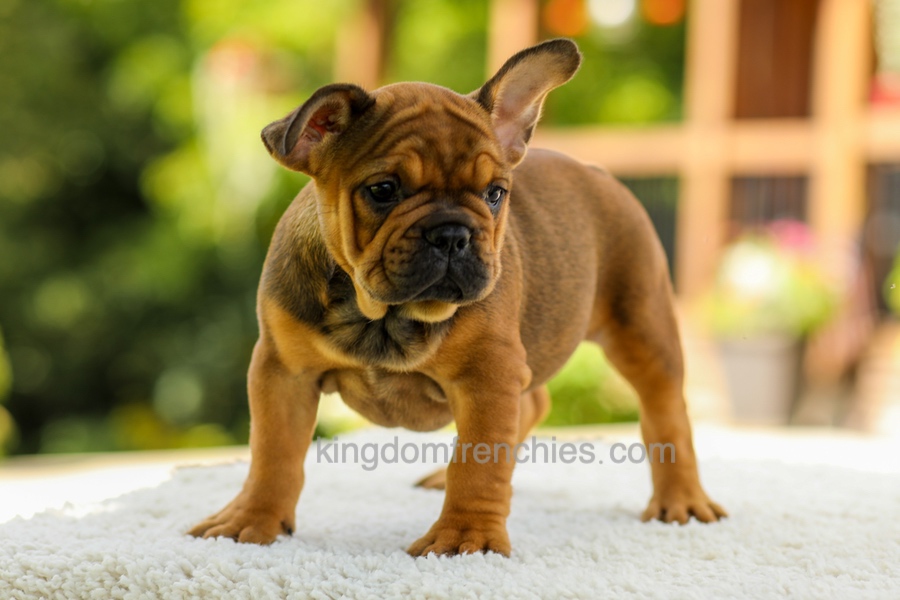 Olivia - Fawn Brindle Image of Olivia - Fawn Brindle, a French Bulldog puppy