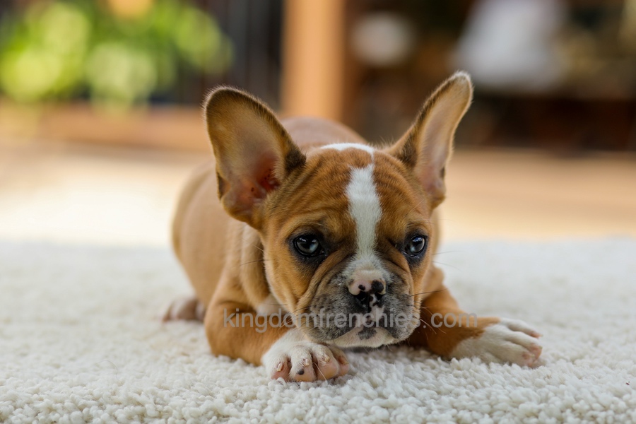 Opal - Fawn/White Image of Opal - Fawn/White, a French Bulldog puppy