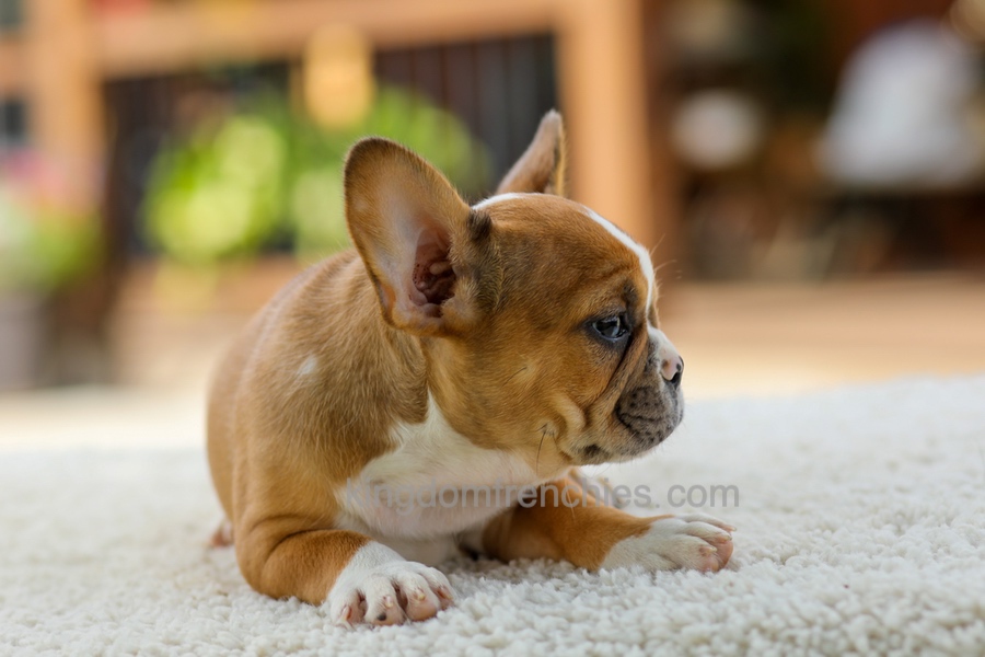 Opal - Fawn/White Image of Opal - Fawn/White, a French Bulldog puppy