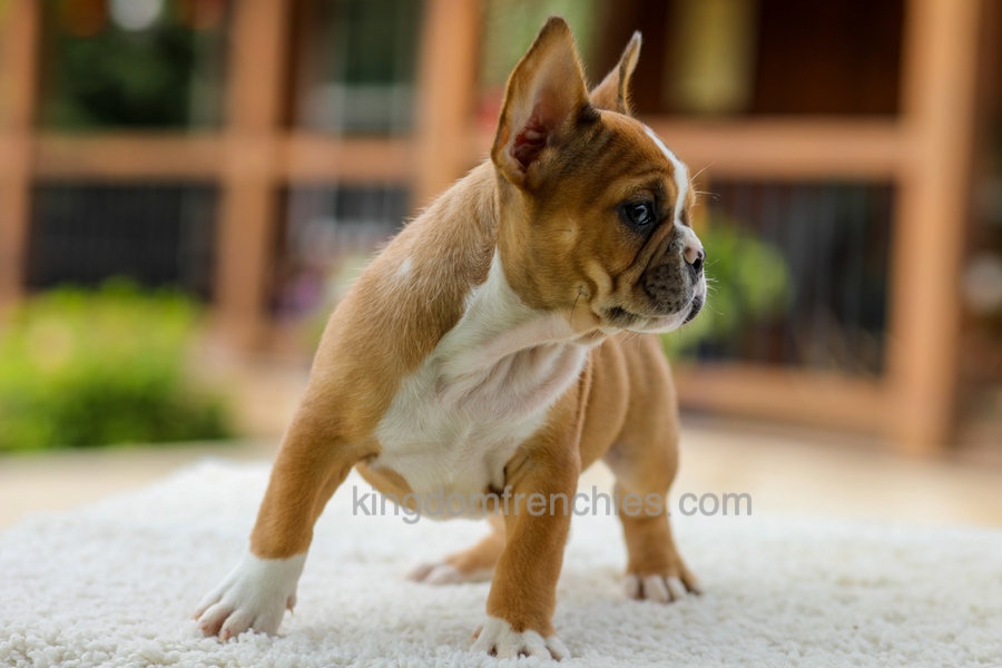 Opal - Fawn/White Image of Opal - Fawn/White, a French Bulldog puppy
