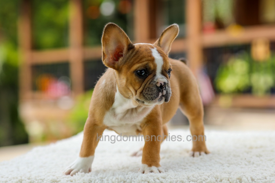 Opal - Fawn/White Image of Opal - Fawn/White, a French Bulldog puppy
