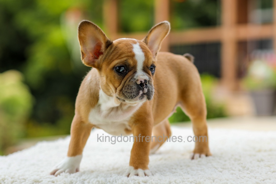 Opal - Fawn/White Image of Opal - Fawn/White, a French Bulldog puppy