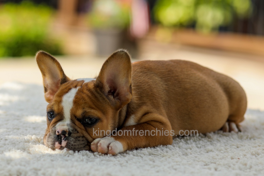 Opal - Fawn/White Image of Opal - Fawn/White, a French Bulldog puppy