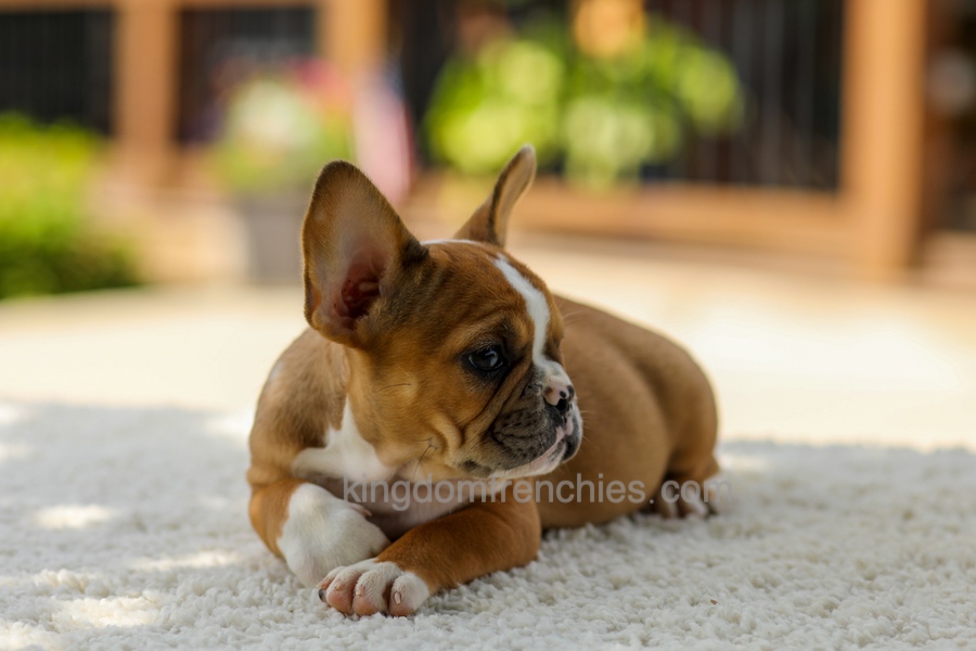 Opal - Fawn/White Image of Opal - Fawn/White, a French Bulldog puppy
