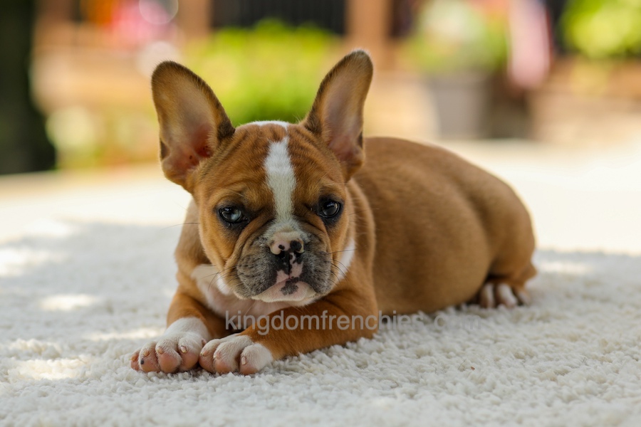Opal - Fawn/White Image of Opal - Fawn/White, a French Bulldog puppy