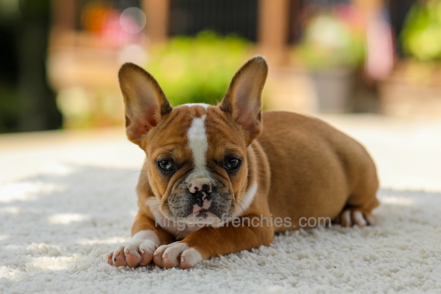 Opal - Fawn/White Image of Opal - Fawn/White, a French Bulldog puppy