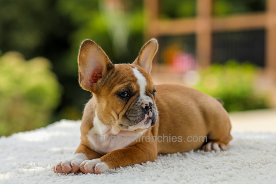 Opal - Fawn/White Image of Opal - Fawn/White, a French Bulldog puppy