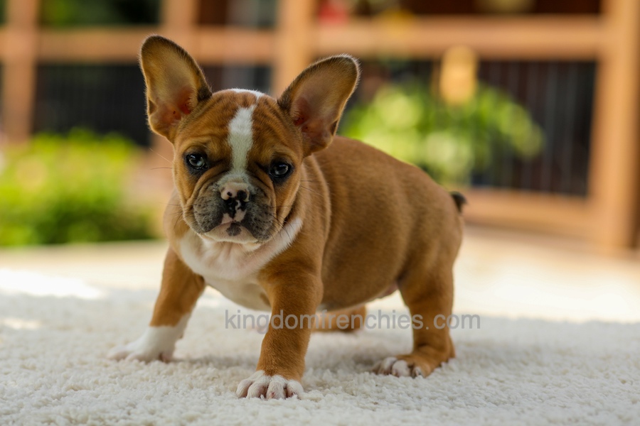 Opal - Fawn/White Image of Opal - Fawn/White, a French Bulldog puppy