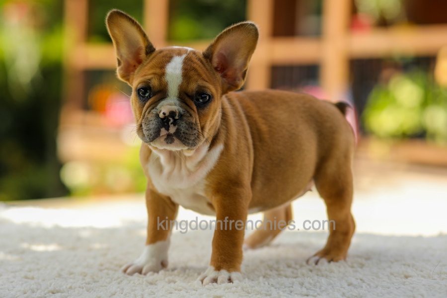Opal - Fawn/White Image of Opal - Fawn/White, a French Bulldog puppy