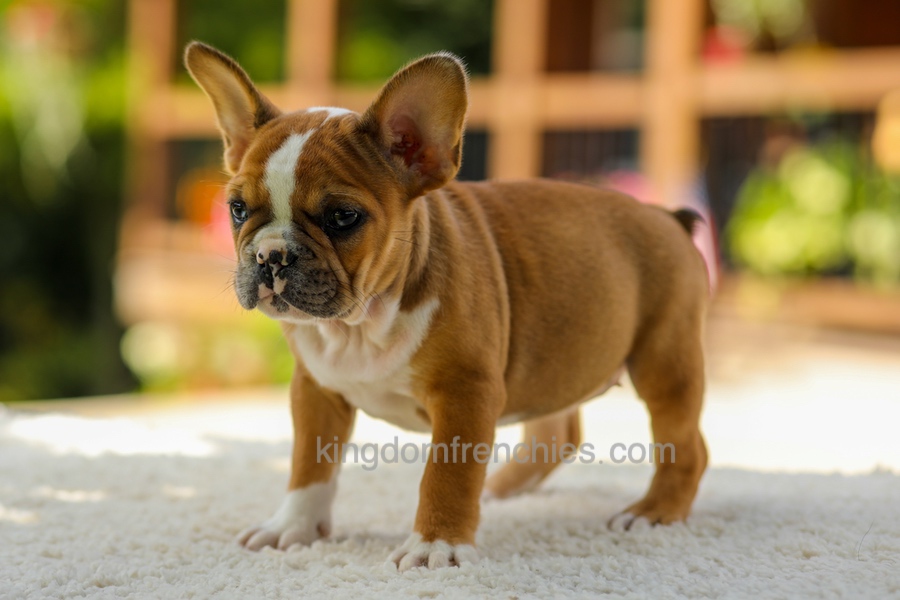 Opal - Fawn/White Image of Opal - Fawn/White, a French Bulldog puppy