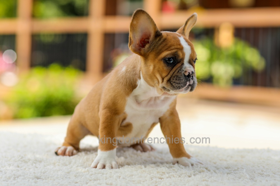 Opal - Fawn/White Image of Opal - Fawn/White, a French Bulldog puppy