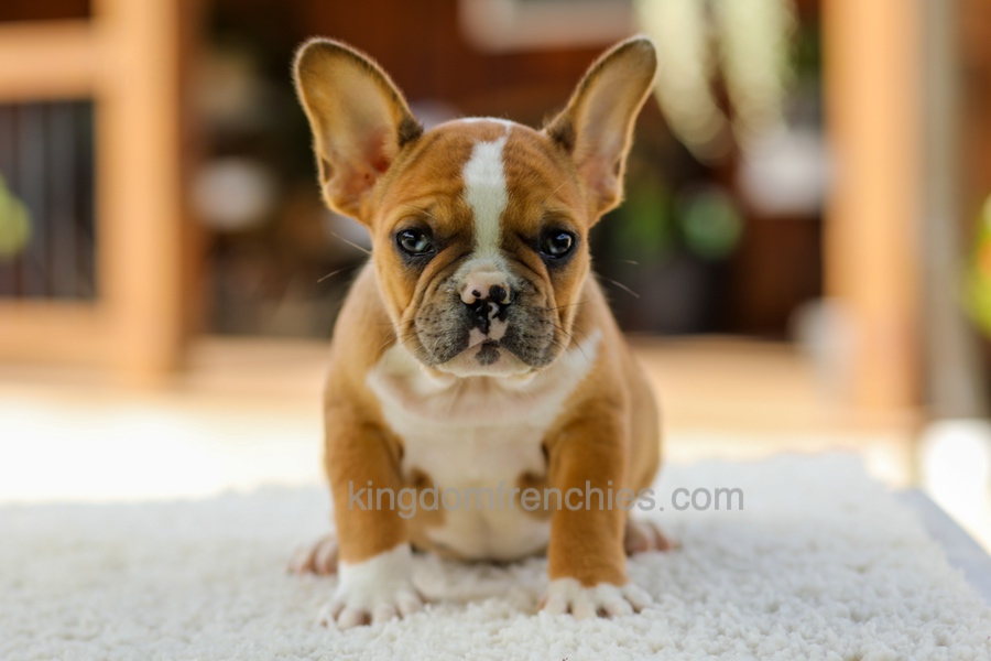Opal - Fawn/White Image of Opal - Fawn/White, a French Bulldog puppy