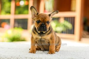 Image of Otto - Fawn Brindle, a French Bulldog puppy