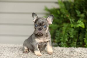 Image of Abby - Lilac & Tan, a French Bulldog puppy