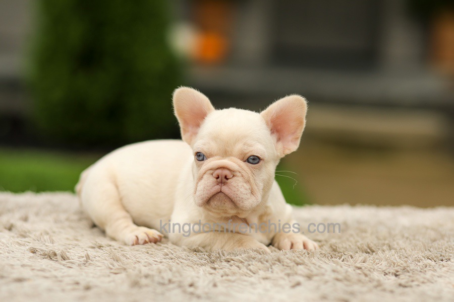 Ace - Platinum Image of Ace - Platinum, a French Bulldog puppy
