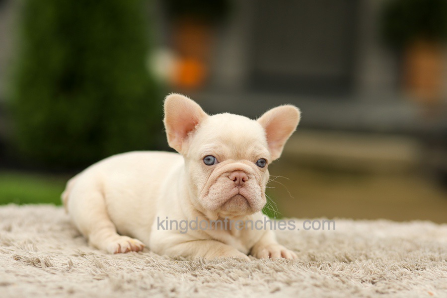 Ace - Platinum Image of Ace - Platinum, a French Bulldog puppy