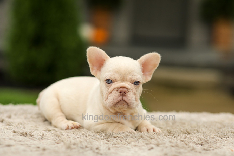 Ace - Platinum Image of Ace - Platinum, a French Bulldog puppy
