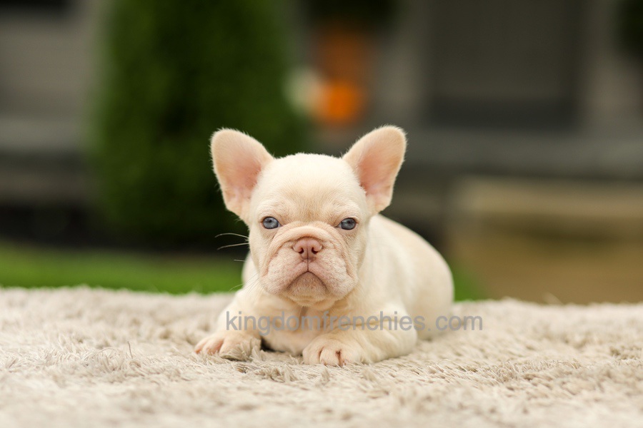 Ace - Platinum Image of Ace - Platinum, a French Bulldog puppy