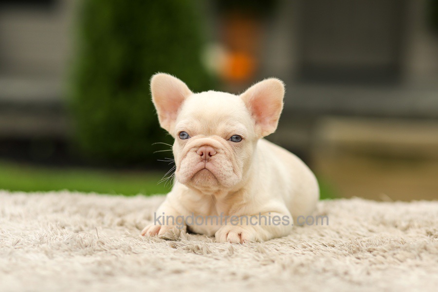 Ace - Platinum Image of Ace - Platinum, a French Bulldog puppy