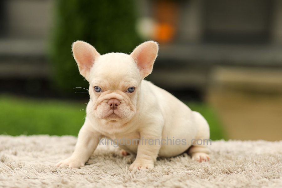 Ace - Platinum Image of Ace - Platinum, a French Bulldog puppy